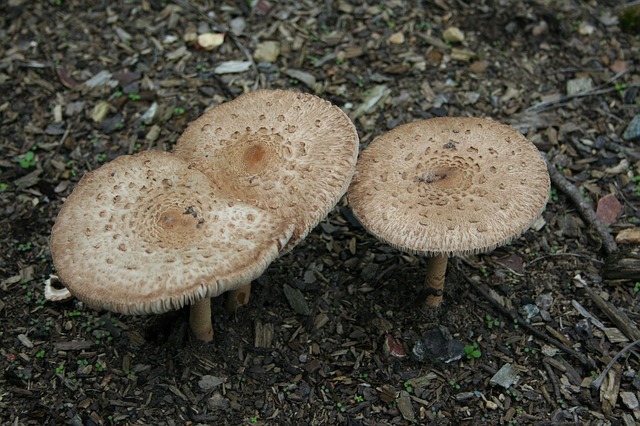 3 houby